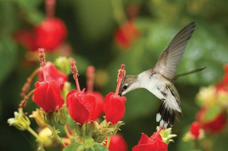 Plant Pollination: A Bounty to Buzz About Image
